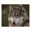 /album/galeria-de-fotos-pagina-inicial/lobo-jpeg/