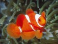 /album/galeria-de-fotos-pagina-inicial/peixe-jpeg/
