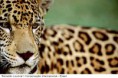 /album/galeria-de-fotos-pagina-inicial/extincao-animais-02-jpg/